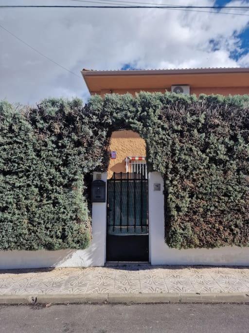 Primera Planta Completa, El Álamo Exterior foto